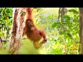 賀！舒夢蘭《消失的王者》勇奪第55屆金鐘獎《4K SDR》消失的王者-三部曲：森林之人《聚焦全世界》第46期|舒夢蘭Vanishing Kings III- Orangutan of Borneo