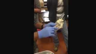 A&P 2 sheep heart