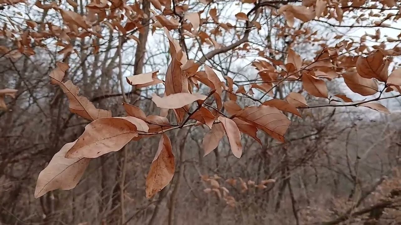 3년전 봤던  '어린 #감태나무' 구경갔더니...#감태나무군락지#영지버섯#딱다구리
