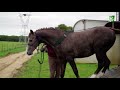 Caballos Hispano-árabes en la Yeguada del Márques de Villarreal