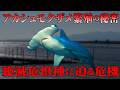 有明海がアカシュモクザメの保育場と判明!幼魚が育つ場所で判明した危機とは?