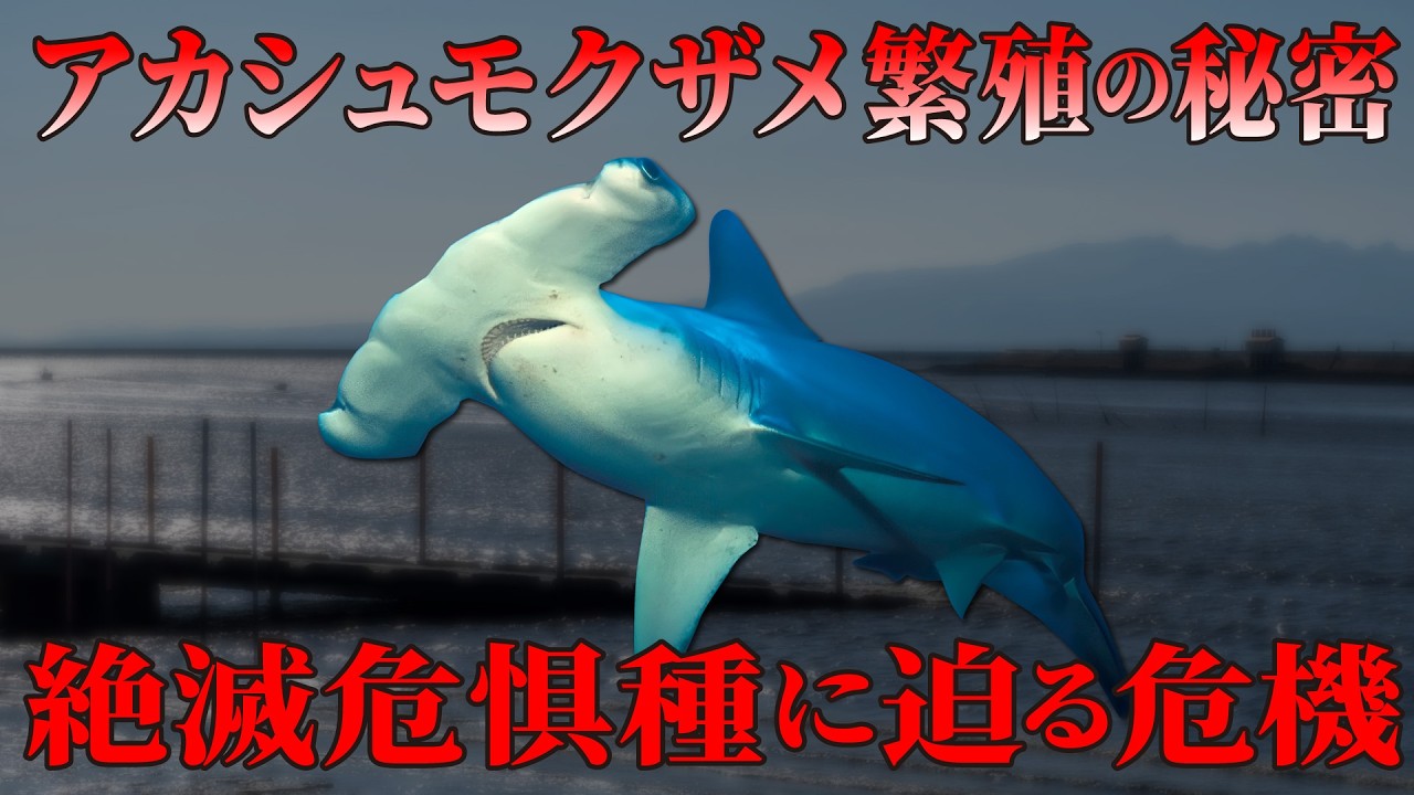 有明海がアカシュモクザメの保育場と判明!幼魚が育つ場所で判明した危機とは?