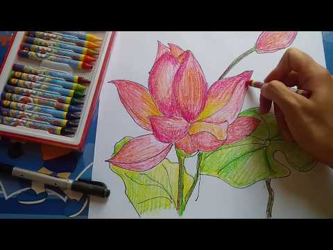 Video Cach vẽ Hoa sen đơn giản/ how to draw/ lotus flower - youtube