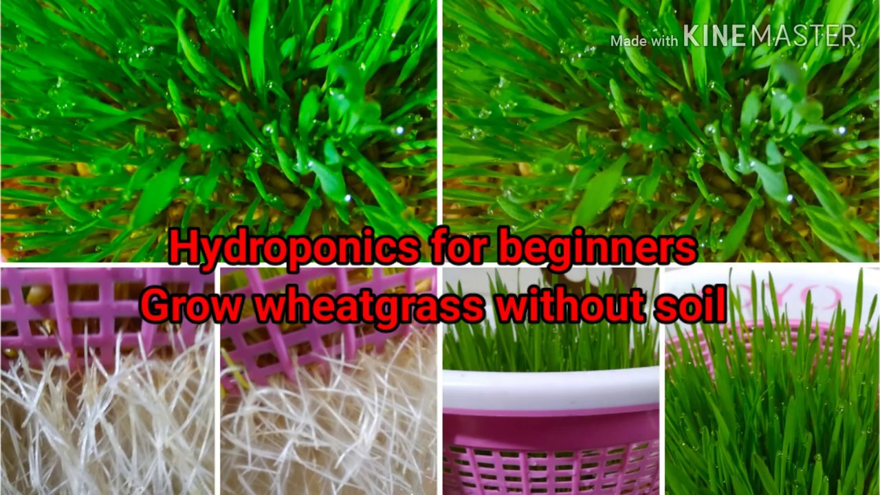 Hydroponics for beginners/ Growing wheatgrass without soil in flats