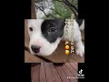 #puppyvlog #dogvlog