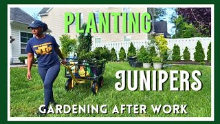 Planting Junipers | Gardening After Work ep. 2