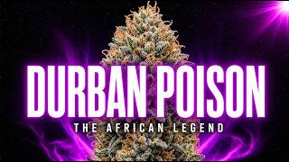 Durban Poison: The African Strain That Secretly Built Modern Weed