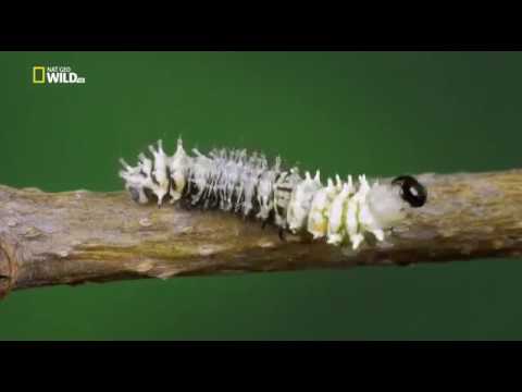 Удивительные насекомые (Павлиноглазка атлас)