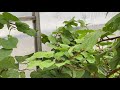 Опыт выращивания киви из семян в Сибири.