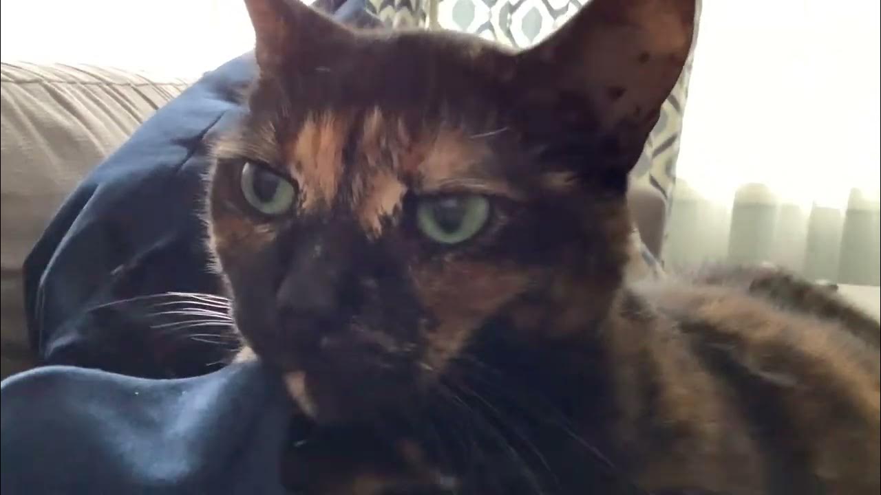 Is my cat cute YouTube