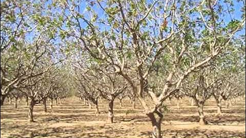 Pistachio Bloom and Pollination