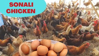 Three Frends Farm 🐓 || Low invest Chicken Farm 🐔 || Amazing Farm #chickentrends #chickenfarming screenshot 2