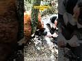 Freeing a Trapped Calf by Clearing Fallen Trees 🐄🌳