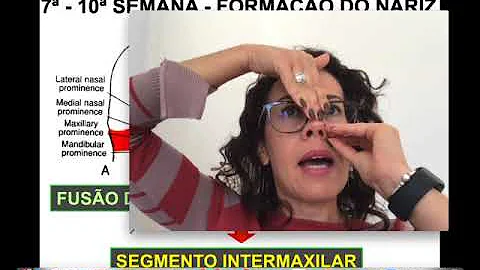Como ocorre o desenvolvimento dos lábios superiores?
