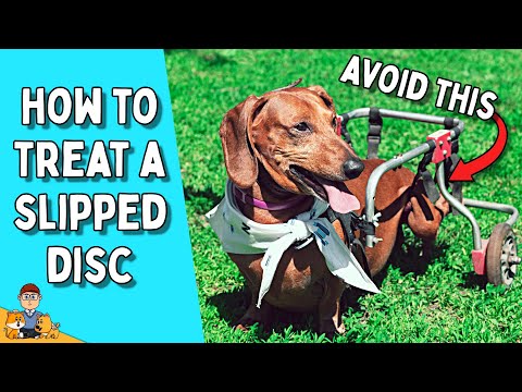 Slipped Disc in Dogs (the complete guide)