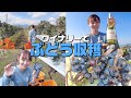 【収穫】ワイナリーのぶどう畑をお手伝い!