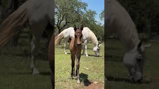 It’s like heaven looking down. Knudsen Equine Center#Pet #Horse #Faith #Cowboy @haileyknudsen