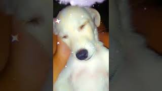 Gente Tira Uma Sonenhiha