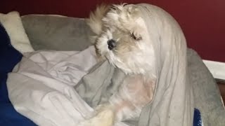 Funny dog  lhasa apso