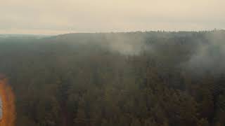 Foggy Forest near Neris