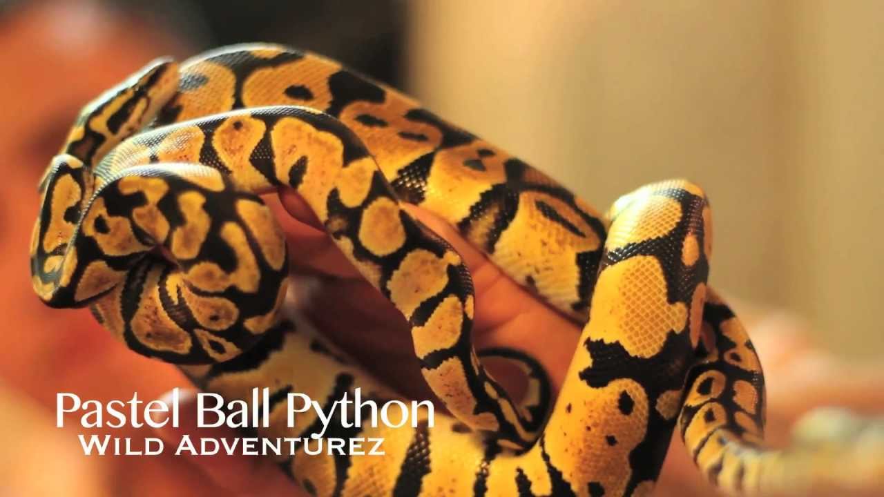 close up butterfly Pastel Ball Python