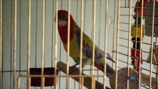 Rosella Parrot Special
