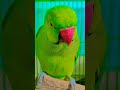 #maintota #kahaniya #videoforkids #gaane #balgeet #rhyme #hindibalgeet #banglarhyme #poems