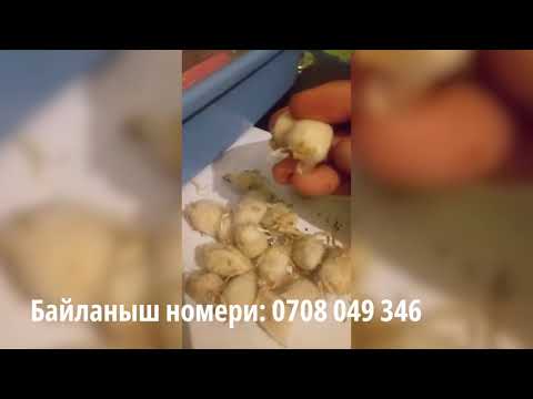 Video: Астрагалдын пайдасы – Астрагал чөптөрүн бакчада өстүрүү