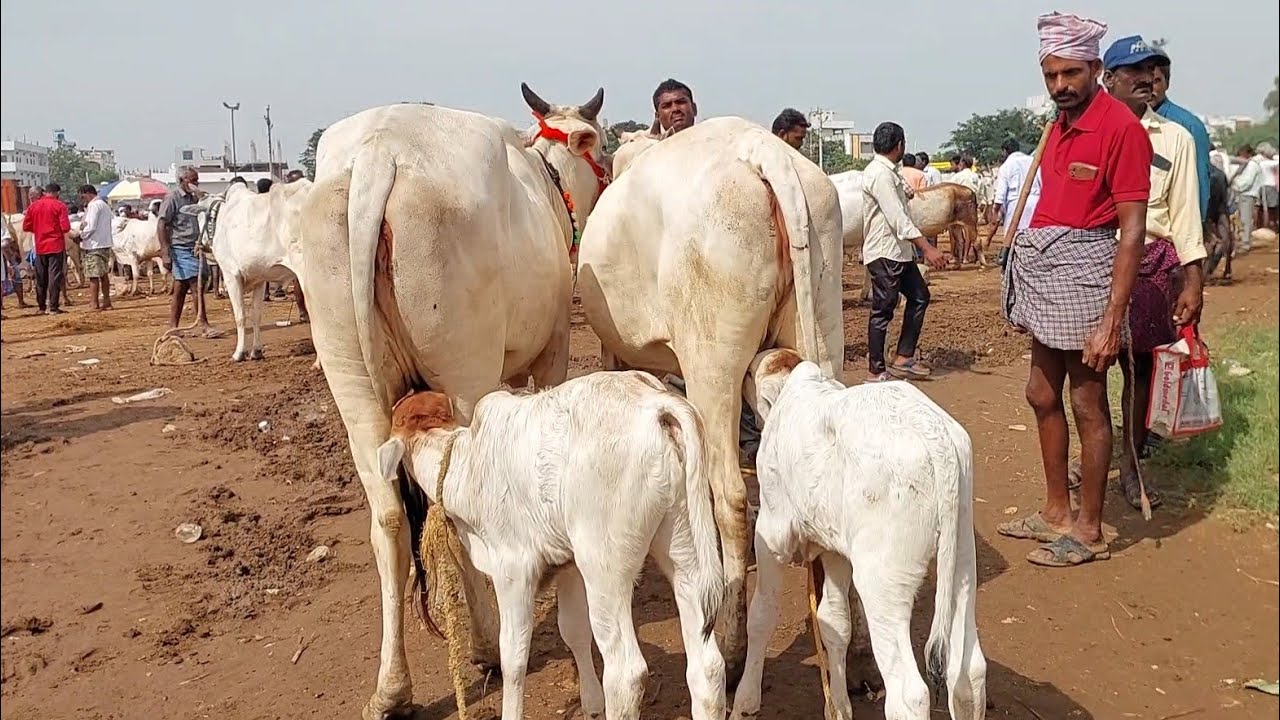 పెబ్బేరు సంతలో బుజ్జి బుజ్జి దూడలతో వచ్చిన తల్లి ఆవులు | Pebbair cow market | Biggest cow market 