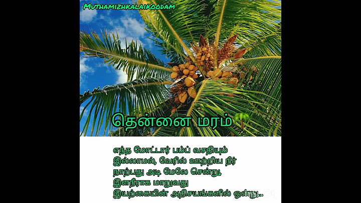 தென்னை மரம்🌴 #இயற்கை #தென்னைமரம் #தென்னை #தேங்காய் #மரம் #விவசாயம் #தமிழ்நாடு #coconuttree #coconut