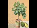 A AVOCADO TREE