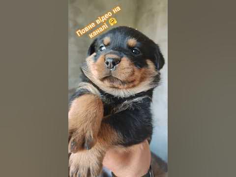 Вибачте якщо хтось їв 🤗🤭 #пітомци #ротвейлер #виховання #новонароджені ...