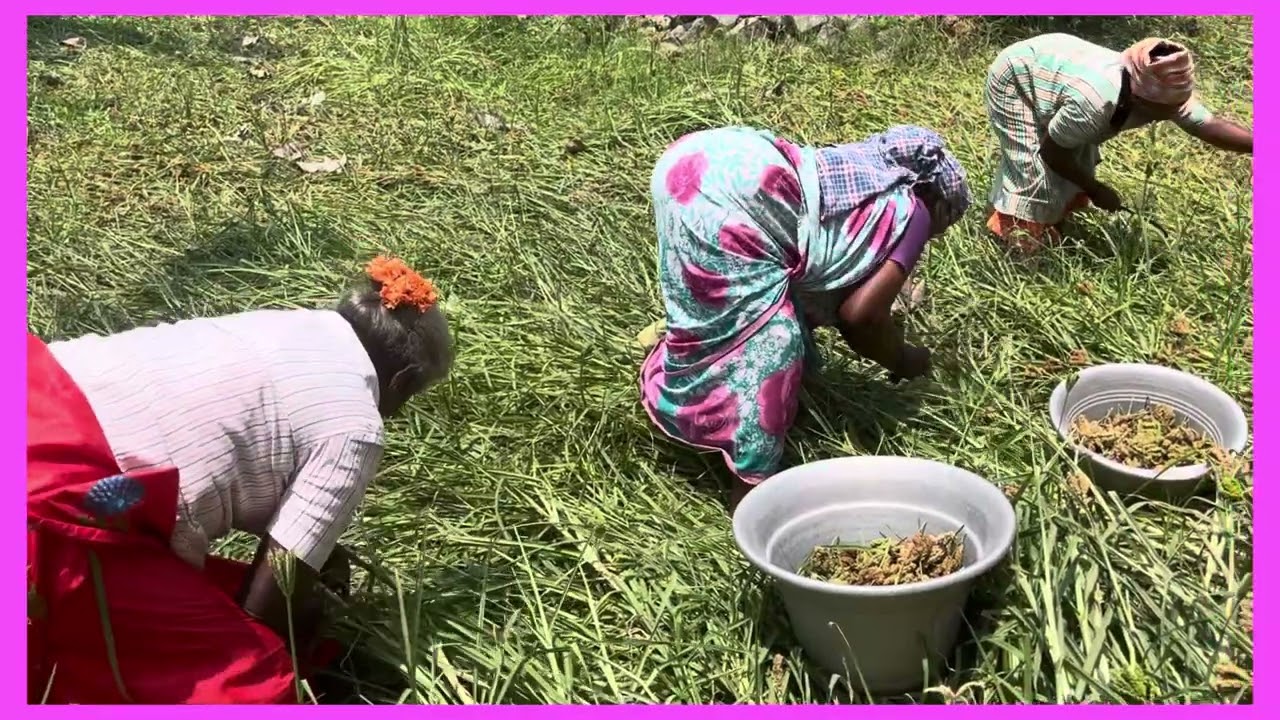 Ragi cutting by hand #agriculture #farmer #விவசாயம் காப்போம் 🌱#ராகி விவசாயம்