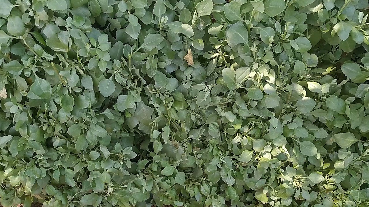 انواع النباتات التي تصلح لعمل سياج لبيتك