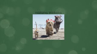 Hakuna Matata from The Lion King 2019 ( Slowed ) - Because it was requested  🦁 🐗 🐒