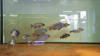 Protomelas Taeniolatus Nkhata Bay - Wild Dansk Malawi Import