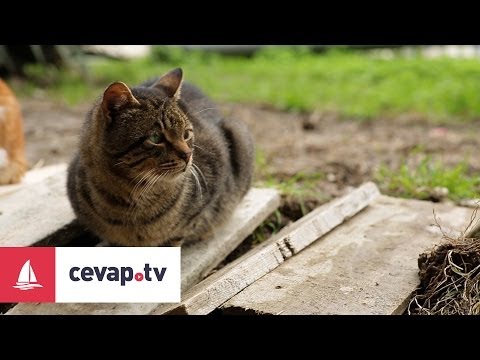 Video: Kedilerde Böbrek Hastalığı