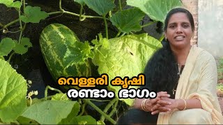 വളളര കഷ രണട ഭഗ Vellari Krishi In Malayalam