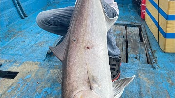 Cá Cam 2X nó nhấn phê quá - Khơi ninh thuận