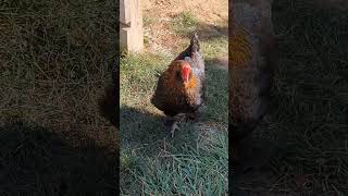 That Time Fuzzy Went Broody