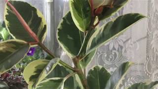 видео: Секреты формировки ФИКУСА . картинка: Секреты формировки ФИКУСА .