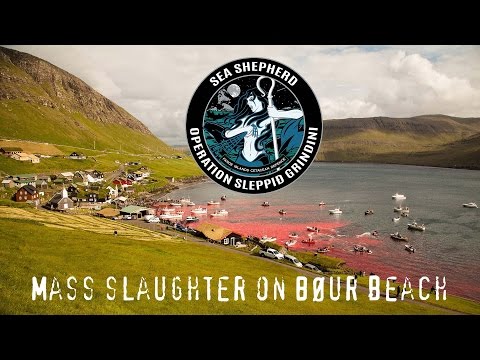 Mass Slaughter Of Pilot Whales In The Faroe Islands. WARNING. GRAPHIC.