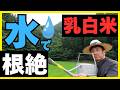 【猛暑対策】お米の白未熟粒・胴割米を防ぐ!夏の高温障害に打ち勝つ水管理術