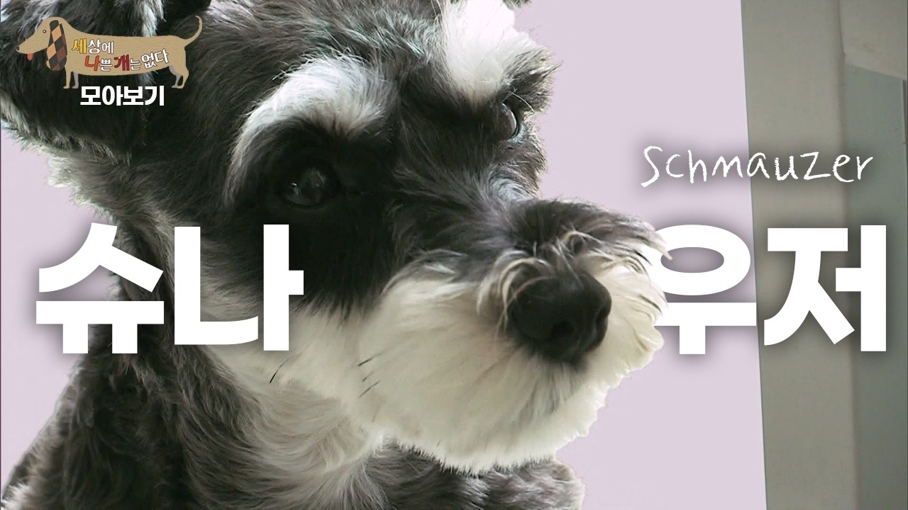 [세나개 댕모아] 특유의 수염이 귀염 포인트인 슈나우저의 문제 행동 🐶 슈나우저 편