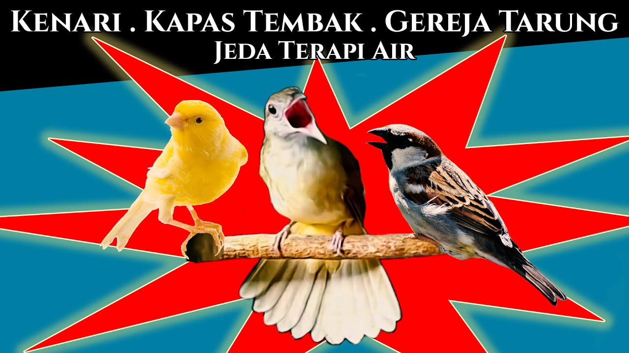 Kenari, Kapas Tembak, Gereja Tarung Jeda Terapi Air