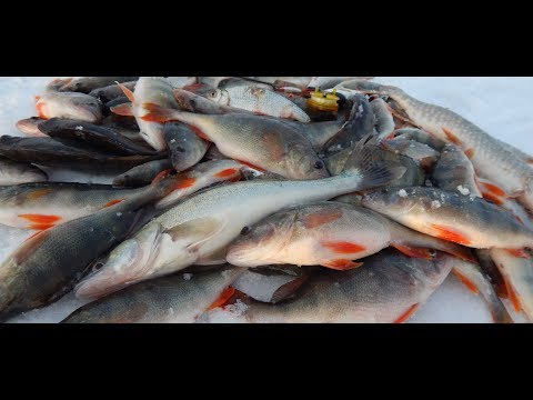 С балансиром в глухозимье! Огромные окуни! Щука! Судак!
