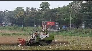 Rice harvesting using machine