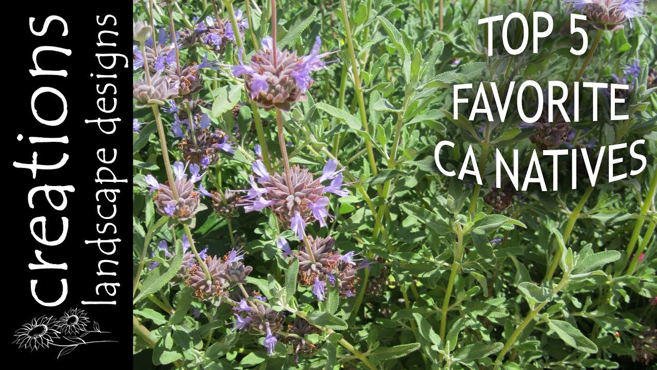 Top 5 Favorite California Native Plants YouTube