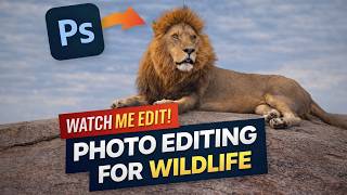 How I Edit Dramatic Wildlife Photos in Lightroom: Start to Finish