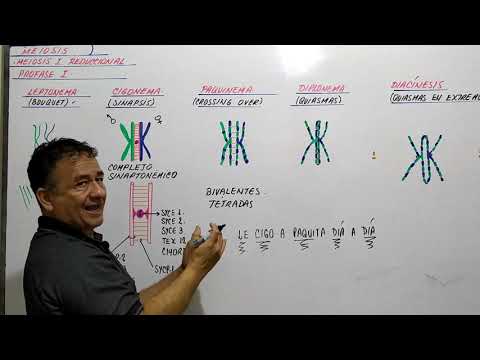 Video: ¿Es bivalente lo mismo que complejo sinaptonémico?